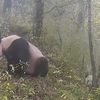 萌团遛弯记！红外相机首拍野生大熊猫带崽夜游山林