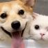 给猫狗一起洗澡是怎样的体验呢？