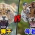 母老虎vs母狮子，谁才是真正的动物界女王？
