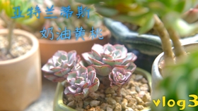 多肉小花架 3fb75cb5fbc1d46c700a15e1386f9d5dd8ba40da.jpg@280w_158h_1c_100q.jpg