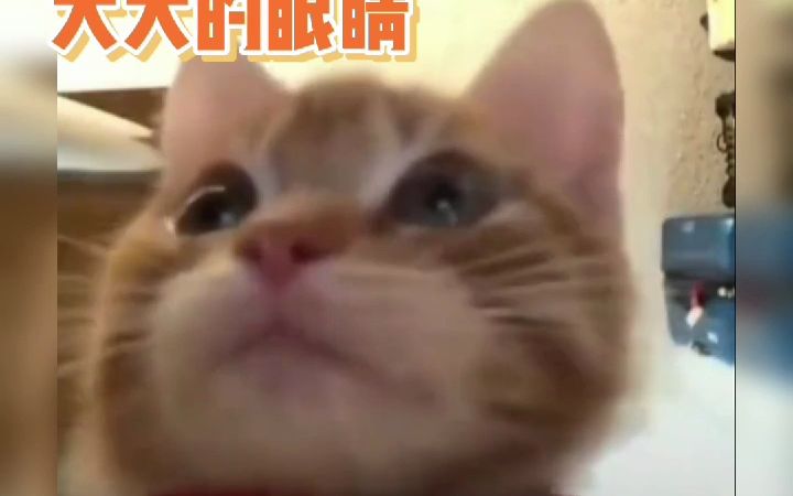 谁会不爱歪嘴小猫呢!哔哩哔哩bilibili