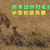 羚羊幼崽与花豹的对抗，不得不说小家伙真的太勇敢了