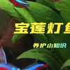 宝莲灯鱼养护小常识小型热带群游鱼灯科鱼淡水鱼