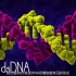 9.DNA结构
