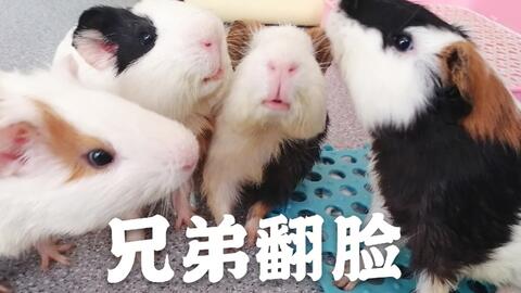 3fe9fc6481aa76219033bc886838db89dc54d772.jpg@480w_270h_1c