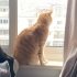 小区被封闭，小橘猫惆怅的看着窗外