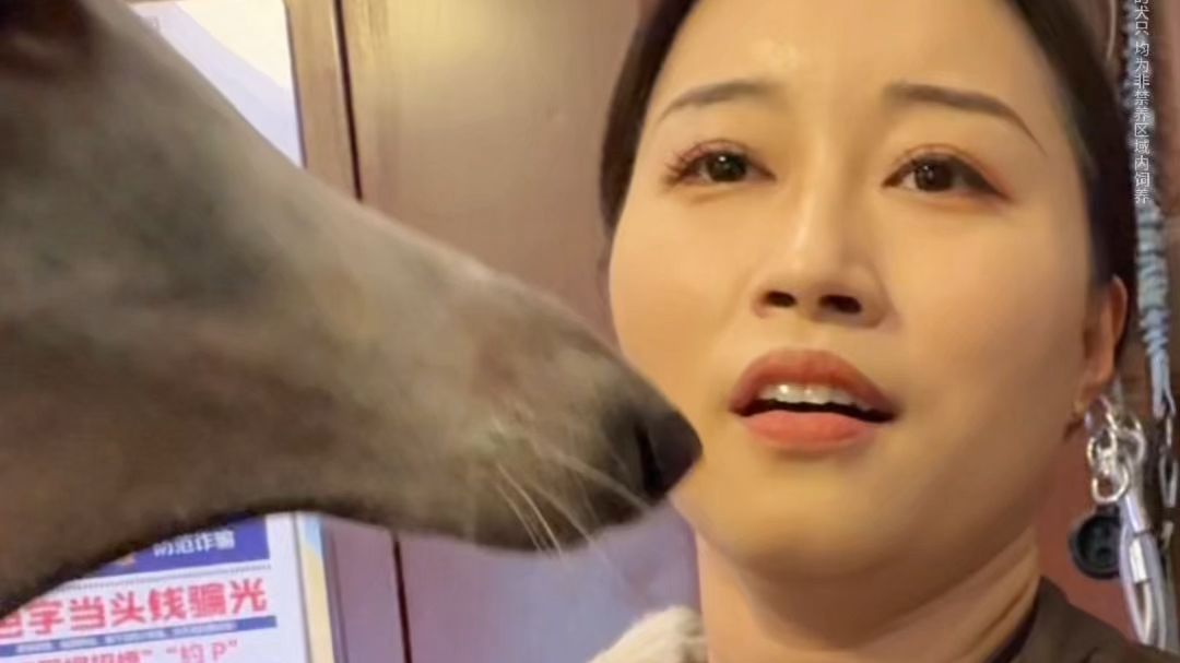 这是遛的什么狗？怎么一个比一个硬核