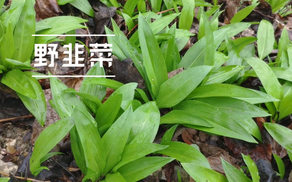 【在德国采野菜】熊葱、野韭菜，留学生的大救星！怎么区分铃兰熊葱秋水仙呢？顺便拔点野葱。