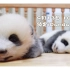 iPanda直播预告：超治愈！新生熊猫宝宝首场见面会！