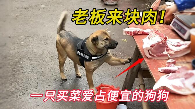 这是一只会买菜卖菜的中华田园犬，它不仅爱占小便宜，还会赊账