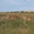 雷克诺狮群抓到落单的瞭望者雌狮，迅速的打了起来