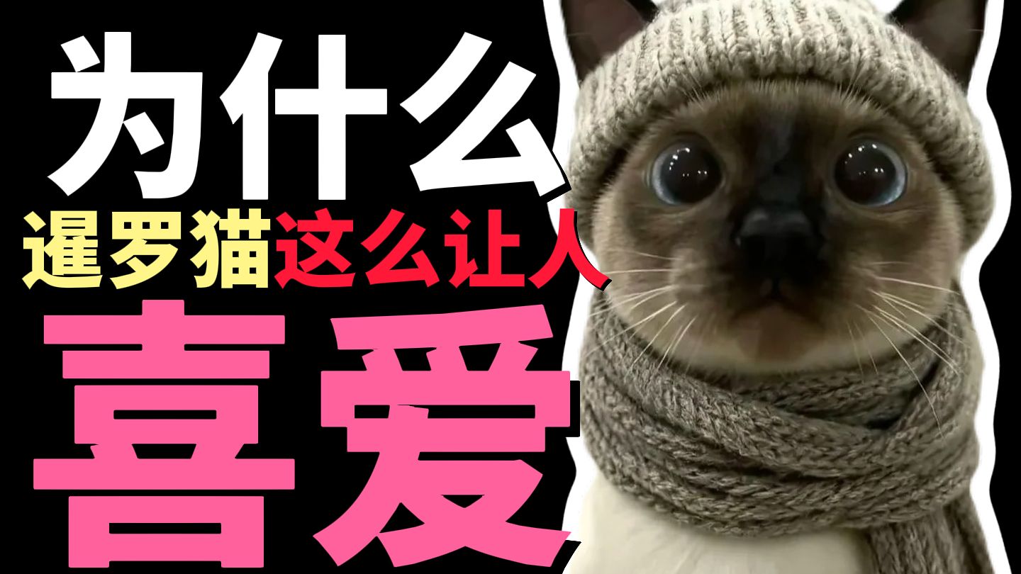为什么暹罗猫这么让人喜爱？