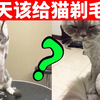 天气热了，我该给我的猫剃毛吗？ 【猫咪养护EP