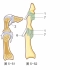 【骨关节功能解剖学】指骨间关节