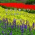 【4K】2022.08.03 富士本栖湖度假村“彩虹花祭”富士山和夏天的花