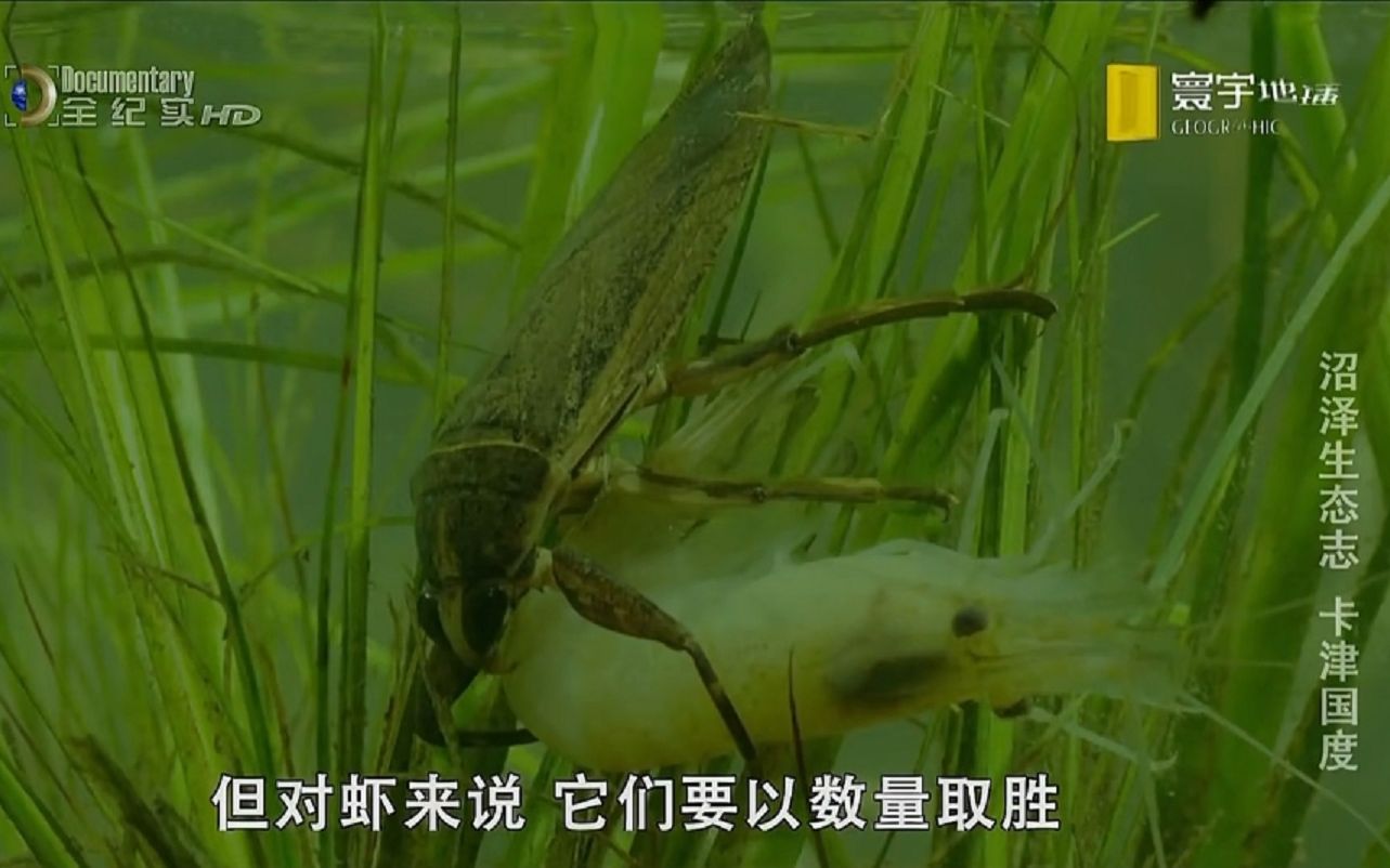 【精彩片段】大田鳖捕食河虾！再结实的外壳也有突破口！