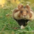 “动物摄影师在野外扑捉可爱小动物的精彩瞬间，宛如一个童话世界”