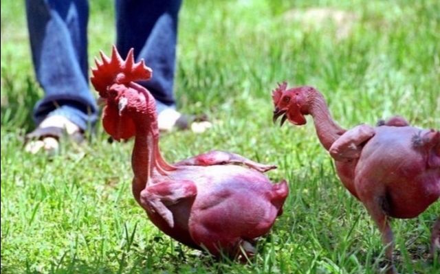 鸡界“战斗鸡”：以色列的无毛鸡，产蛋量高处普通鸡的10%~20%，肉质鲜美