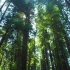 【1080P素材】绿色森林阳光照射实拍