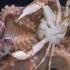 章鱼保罗捕食螃蟹全纪录，证明章鱼唾液对于甲壳类是有毒的
