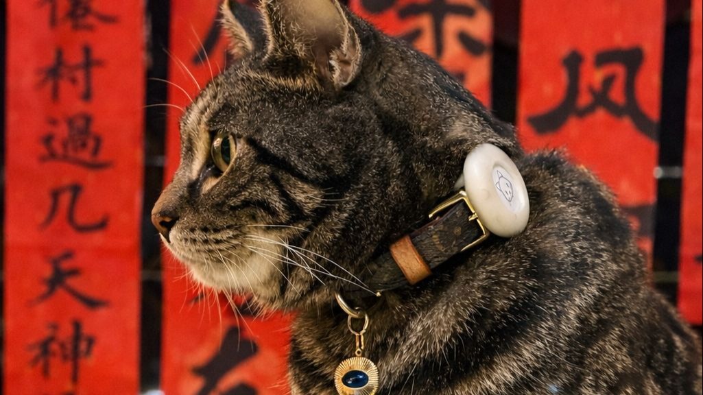 全家带猫第一次跨年旅行