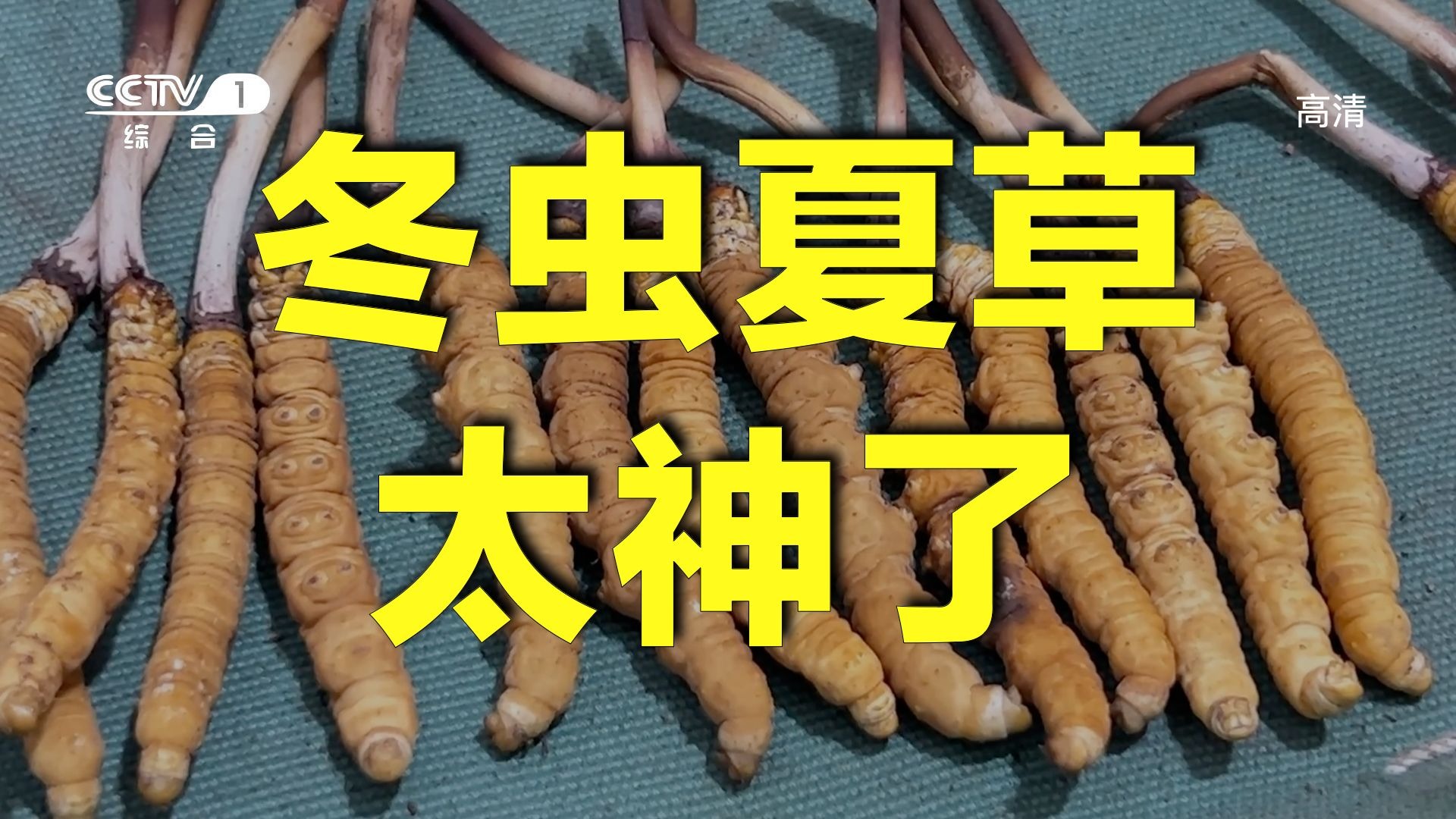 冬虫夏草，让你吃的明明白白