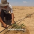 以色列知识局：以色列的滴灌技术如何造福世界