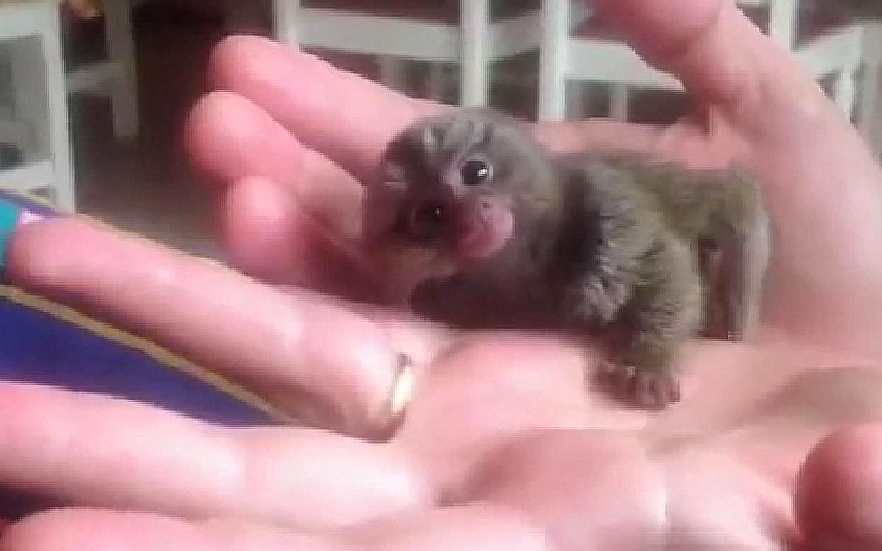 【指猴】世界上最小最可爱的悟空，在我的五指山下歪头卖萌