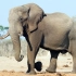 【新高中英语必修2】UNIT2 教学视频：The Elephant Whisperers