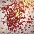 七夕节从空中洒落的浪漫玫瑰花瓣标志揭示AE模板
