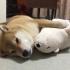  [柴犬Maru的日常]最喜欢抱着白熊君睡觉了yo~( ^ω^ )