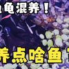 【新手养龟指南】鱼龟混养。什么鱼适合和龟养在一起？要注意什么