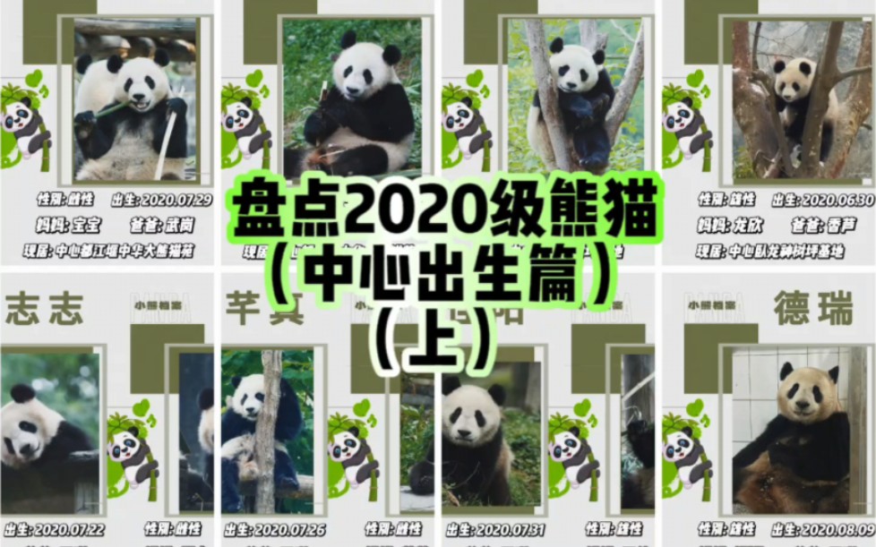 盘点中心出生的2020级熊猫（上），有“调味罐”组合豆伴、巢天骄姐弟，航天宝宝“航宝”、小V脸佳佰、娜宅宅德瑞……
