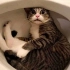 小猫趣味乐园：盘点小猫咪12个有趣视频，猫咪是如何上厕所的？
