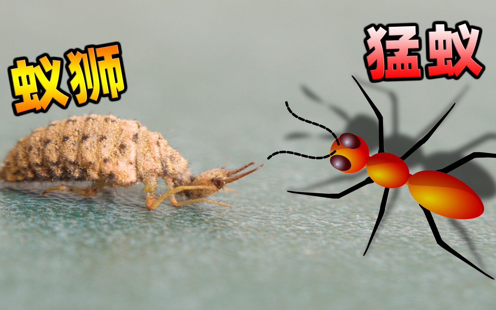 《小小蚁国》：木栖举腹蚁科普篇 - 小小蚁国-送极品蚂蚁攻略-小米游戏中心