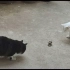 原来猫真的会飞，猫的反应速度确实是动物中算最快的了！