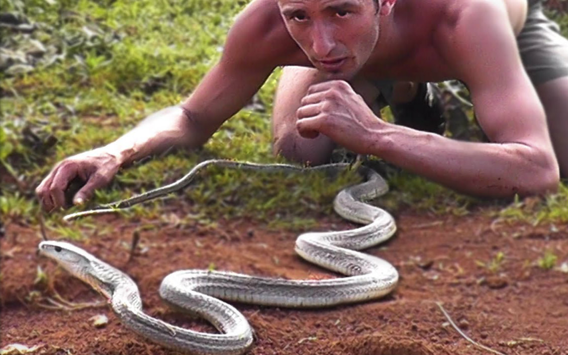 世界上10种最危险的蛇_趣味科普人文_科技_bilibili