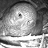 猫头鹰孵蛋见过吗？斑头鸺鶹妈妈忙着孵蛋看看鸟爸给它带啥好吃的
