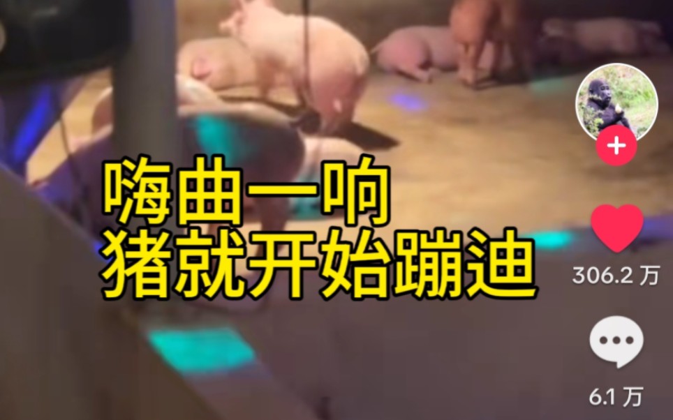 广西养猪视频火到国外，播放量近半亿。