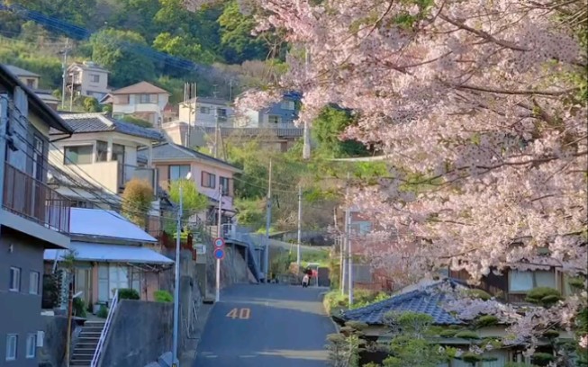 Sakura] tiktok reproduces a nice collection of cherry blossoms