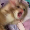哪一个才是猫猫真实叫声