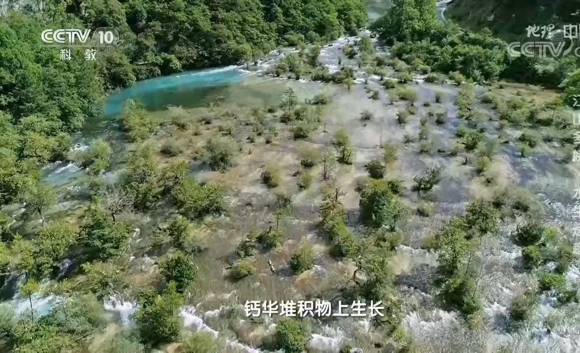 九寨沟的盆景滩
