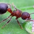 【蚂蚁生活】18 来见识下最慢的蚂蚁开箱吗？二色盾胸切叶蚁（萌盾蚁）