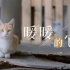 【暖暖x阿派】流浪猫记录视频《暖暖的它》
