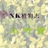 【NK植物志】05-小叶黄杨