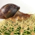 把非洲蜗牛放在仙人球上爬行，它会不会被刺伤？
