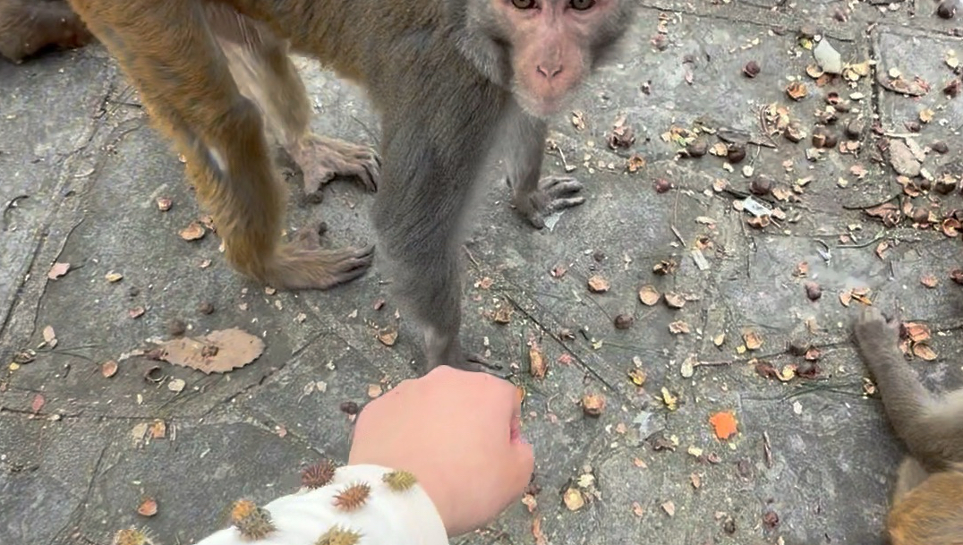 还是小猴哥善良一些