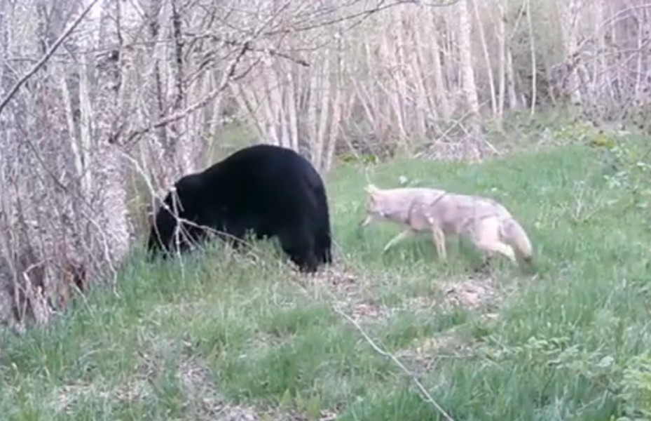 郊狼偷袭老实的黑熊，咬一口就跑！