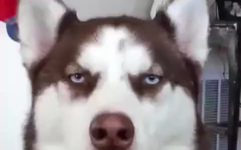 什么叫困成狗,看看这只二哈就知道了,一脸睡意.