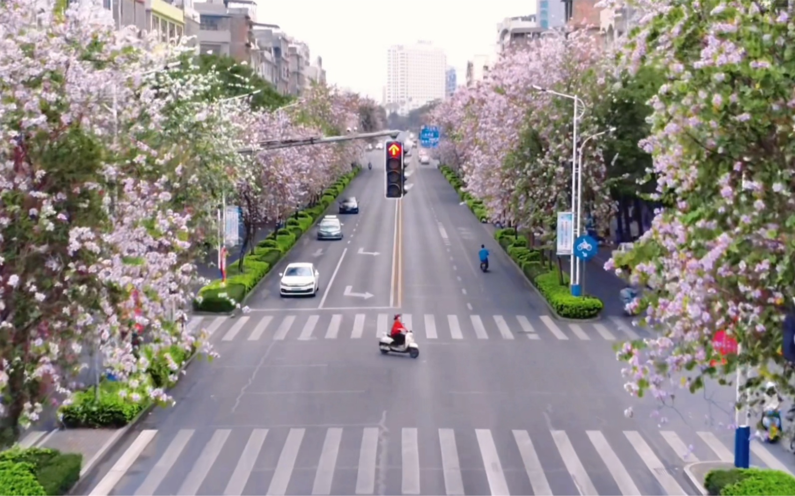 玉林紫荆花！  —— 玉林市人民公园